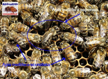 زنبورعسل نژاد جنوب افريقا يا نژاد كاپنسيس(api