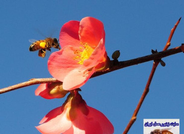 چربي يا ليپيدها در پرورش زنبورعسل