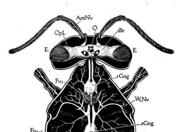 دستگاه عصبي زنبورعسل