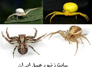 حشرات و عنکبوتیان-رتیل باغی