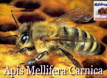 نژاد كارنيولان يا زنبورعسل خاكستري (apis.m.carnica