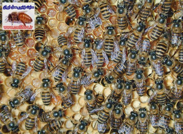 مکانیزم دفاعی زنبوران عسل جنس cerana Apis در براب