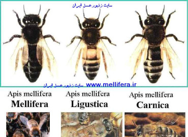 گونه ها و نژادهای زنبورعسل