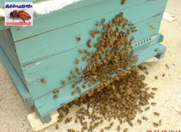 مجازات نگهداري زنبور در منزل