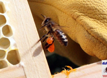 نحوه تولید بره موم توسط زنبور عسل