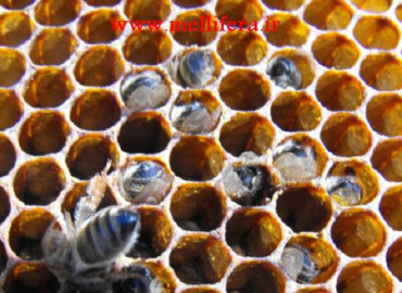 اثرات کمبود گرده در تغذیه زنبورعسل :