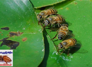 تأثیر آب در جیره غذائی زنبورعسل