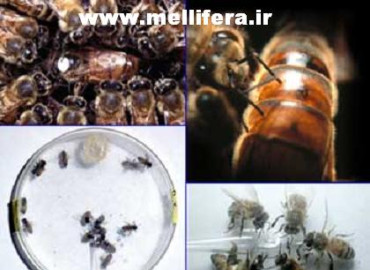 خصوصیات زنبور ملکه در تاثير بر روي زنبوران