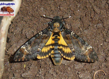 پروانه كله مرده Acherontia atropos