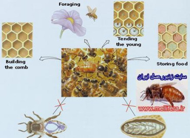 بوي ملكه و رفتار ان در كندو