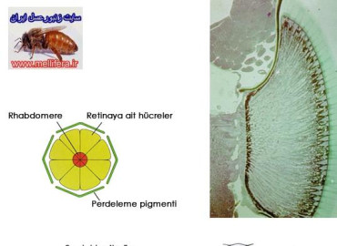 حس بينايي زنبورعسل