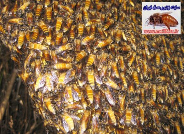 زنبور عسل درشت(apis dorsata)