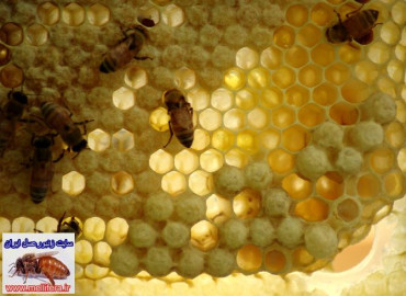 نكات اساسي در تكثير مصنوعي زنبورعسل