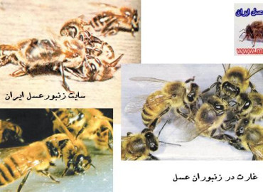 حمله زنبور عسل و عكس العمل در برابر انها