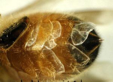 غدد مومي زنبورعسل