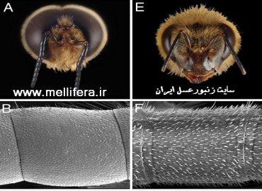 حس شنوايي زنبورعسل