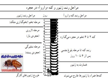 بیماری واروازیس - کنه واروا