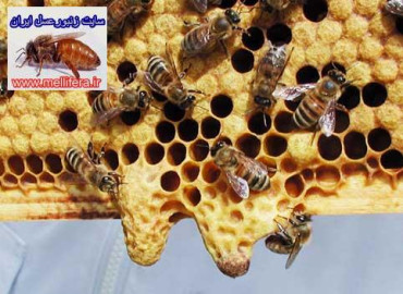 توليد ملكه زنبورعسل به روش طبيعي