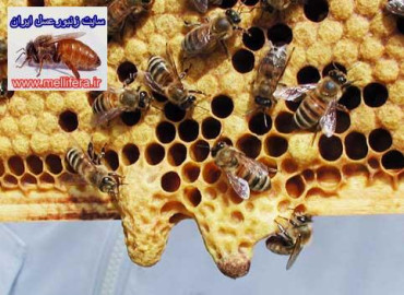 توليد ملكه زنبورعسل به روش طبيعي