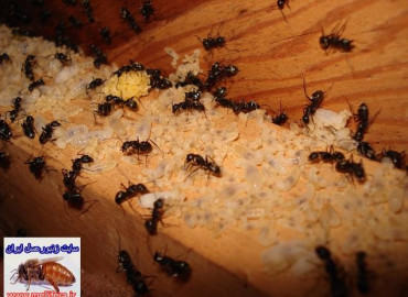 حشرات و عنکبوتیان-مورچه ها