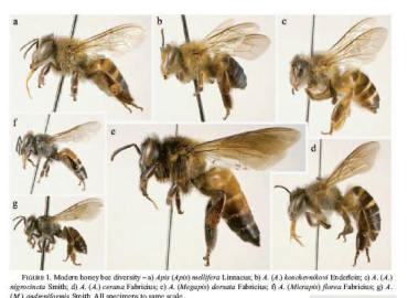 شناسايي ومقايسه نژاد هاي زنبورعسل