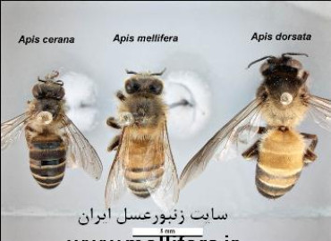 نژادهاي مهم زنبورعسل