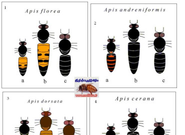 گونه های زنبور عسل
