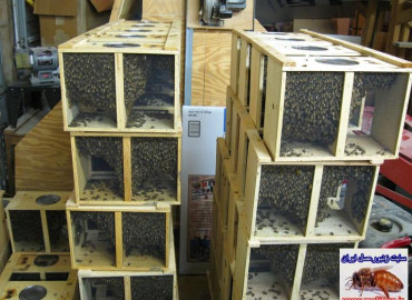 زنبورپاکتی   package bees