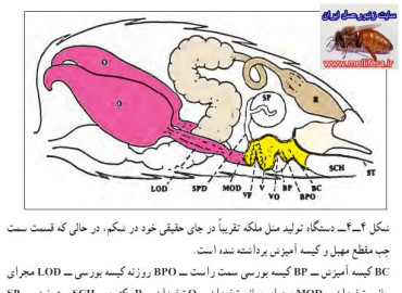 ملکه زنبور عسل-دستگاه تولید مثل ملکه