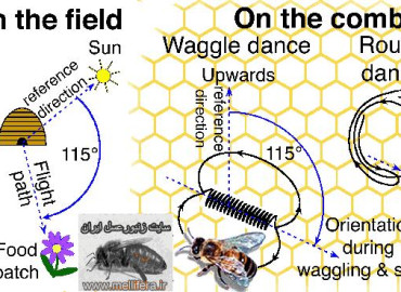 جهت یابی توسط زنبورعسل
