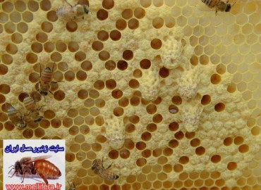 علل توليد ملكه زنبورعسل در كندو به روش طبيعي