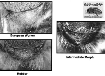 روشهاي اندازه گيري صفات ظاهري زنبورعسل
